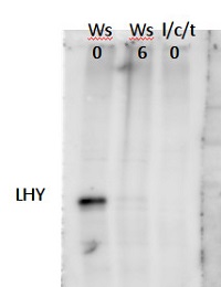 LHY | Late elongated hypocotyl in the group Antibodies Plant/Algal / Plant Developmental Biology / Circadian clock at Agrisera AB (Antibodies for research) (AS13 2661)